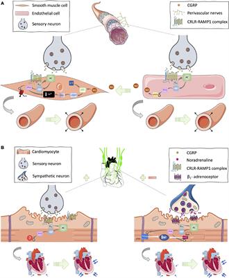 The Vascular-Dependent and -Independent Actions of Calcitonin Gene-Related Peptide in Cardiovascular Disease